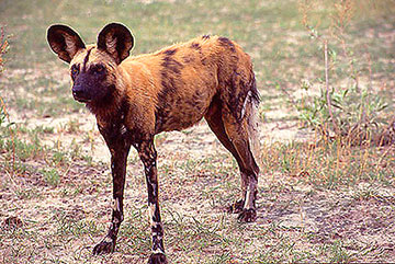 wild dog botswana